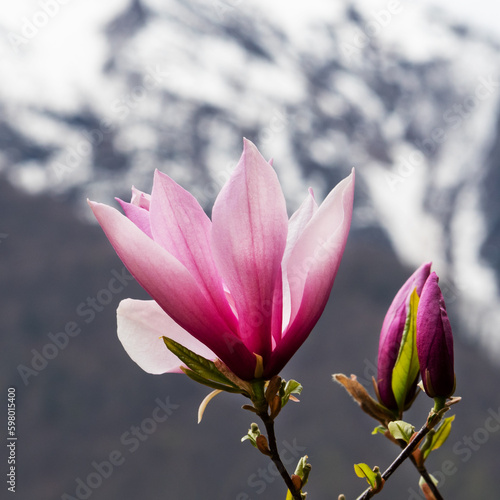 Pink magnolia flowers blooming tree in the wild against the background of snowy mountains. Magnolia stellata, selective focus. © Elenglush