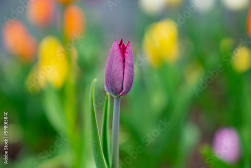 Pink and violet tulip covered in water after fresh rain in spring