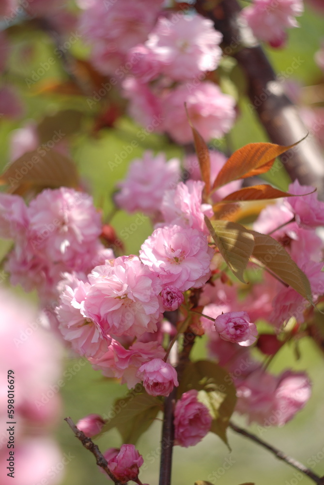 pink blossoms pink blossoms