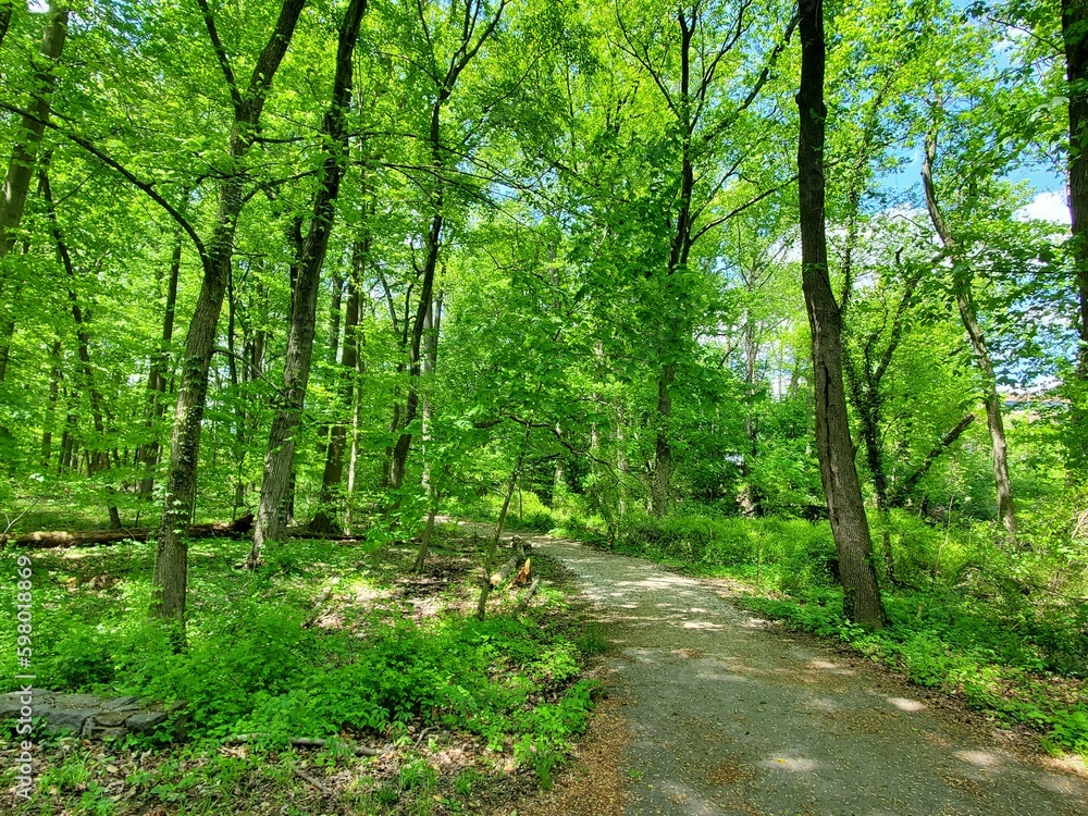 Beautiful green trees along the hiking trail near Bellevue Park, Wilmington, Delaware, U.S.A