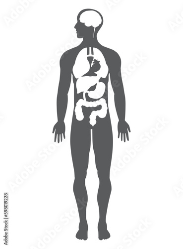 human form silhouette with major organs