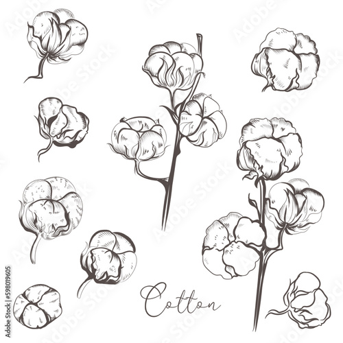 Collection of vector hand drawn cotton flowers