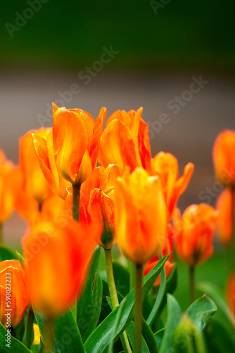 Bright and beautiful orange flowering Tulips, Spring background.