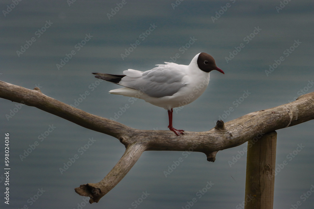 animal, background, beak, beautiful, beauty, behaviour, bird, black face, blue, body part, calm, colors, cute, different, feathers, glide, immigrant, lake, mediterranean gull, nature, outdoor, outdoor