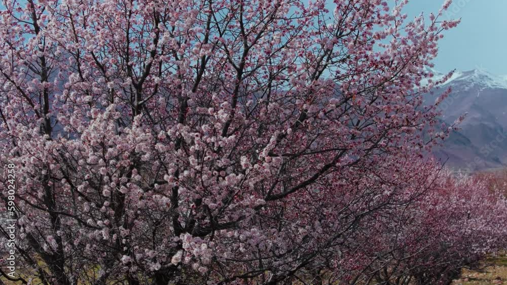 Spring panorama with apricot trees on mountains background, Kyrgyzstan Spring panorama with apricot trees on mountains background, Kyrgyzstan