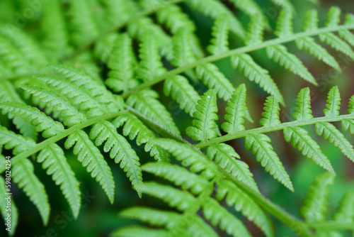 Foto Close up of plants, flowers, leaves. Flat lay photography