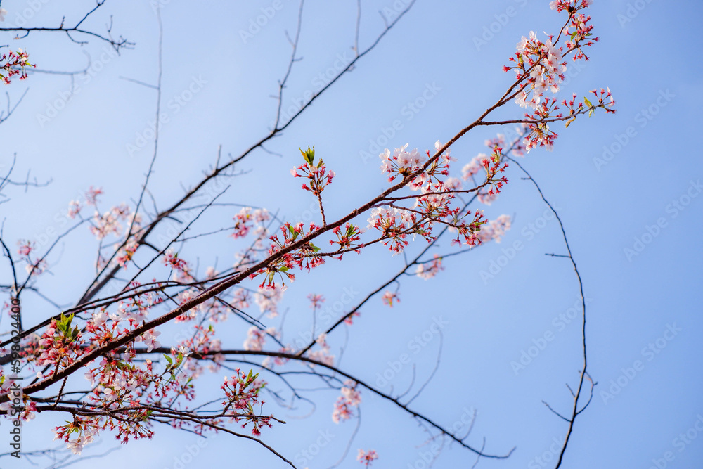 Close focus on cherry blossom (Sakura Tree Flower) and soft blur background Close focus on cherry blossom (Sakura Tree Flower) and soft blur background