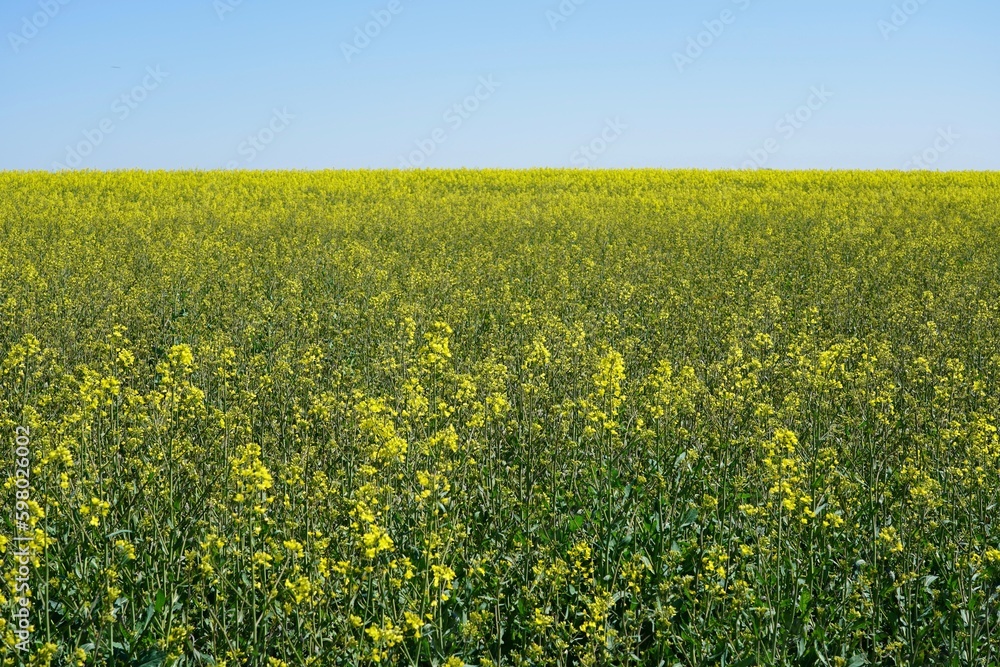 Sonniges, gelbes Rapsfeld im Frühling