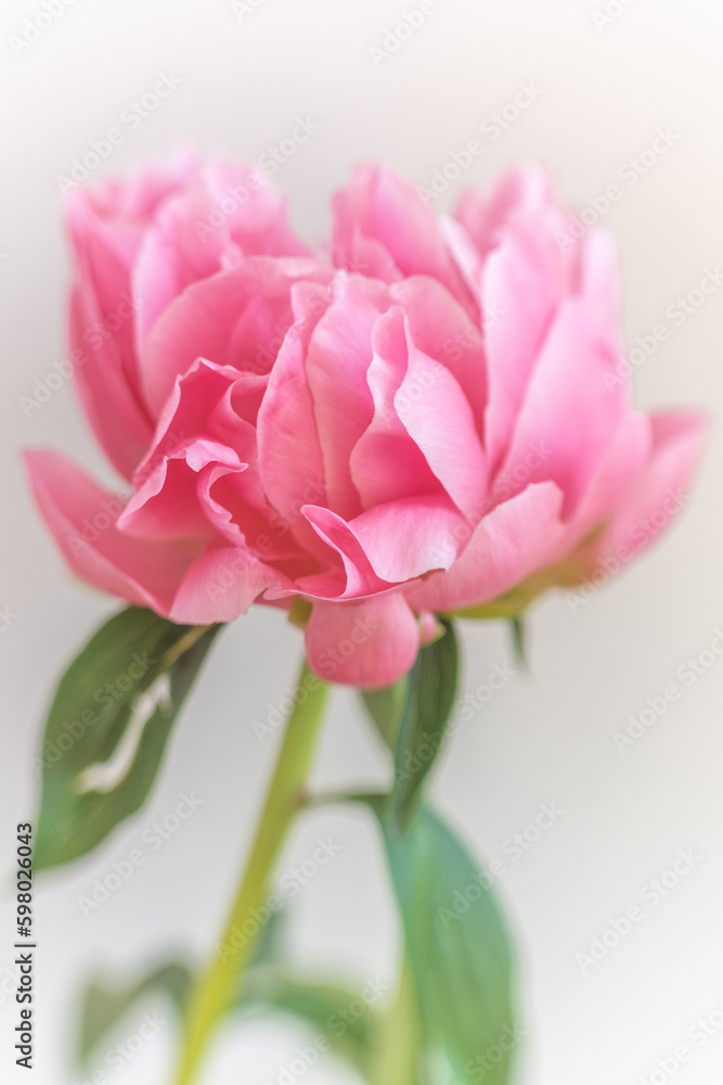 Rose pivoine Rose pivoine