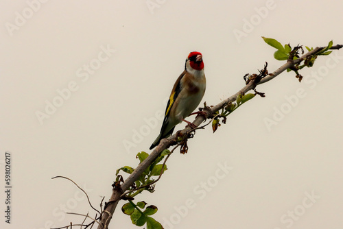 A beautiful animal portrait of a Goldfinch bird perched on a tree