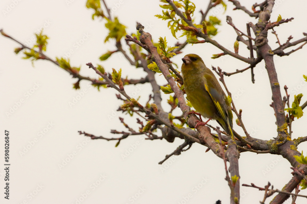 A beautiful animal portrait of a Greenfinch perched in a tree A beautiful animal portrait of a Greenfinch perched in a tree