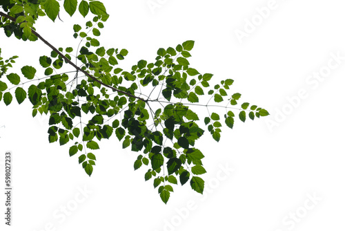Green tree branch isolated on white background