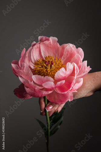 A woman holds a blooming freesia flower on a black background.