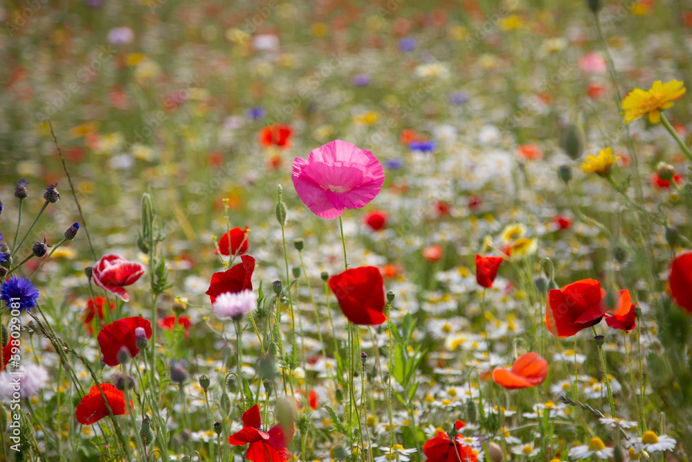 Naklejka premium poppy field in spring in Milan