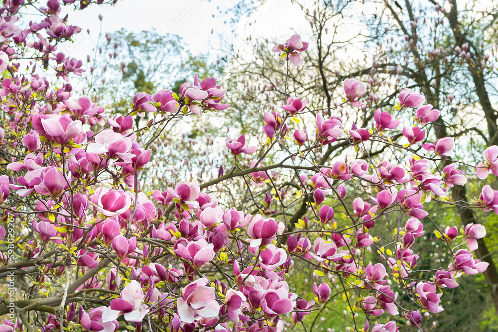 Magnolia bloom. Blooming pink magnolia flowers on the branches. Magnolia trees in the spring botanical garden. Beautiful flowers. Selective focus. Natural background Magnolia bloom. Blooming pink magnolia flowers on the branches. Magnolia trees in the spring botanical garden. Beautiful flowers. Selective focus. Natural background