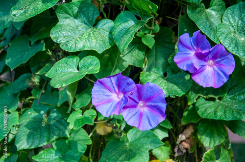 closeup of ipomoea pupurea flowers in fall