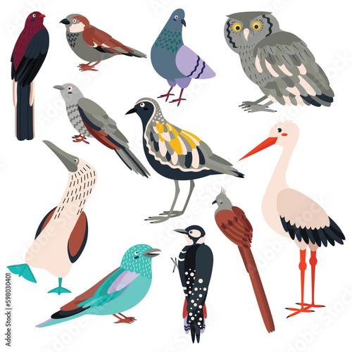 Set of birds trogon, sparrow, dove, owl, cuckoo, plover, sula nebouxii, coracias garrulus, woodpecker, coliiformes, stork.