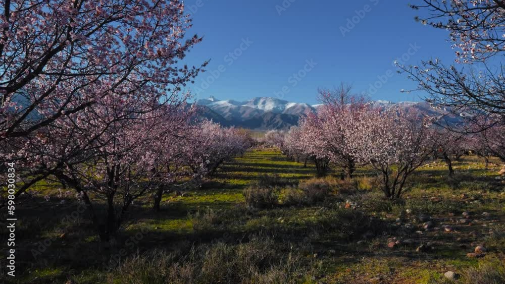 Spring landscape with apricot trees on mountains background, Kyrgyzstan Spring landscape with apricot trees on mountains background, Kyrgyzstan