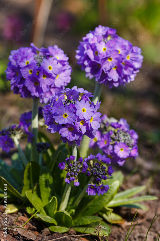 Primula denticulata purple in springtime. Beautiful Small-toothed primrose or small-toothed primrose or Drumstick Primula) in garden close up Primula denticulata purple in springtime. Beautiful Small-toothed primrose or small-toothed primrose or Drumstick Primula) in garden close up
