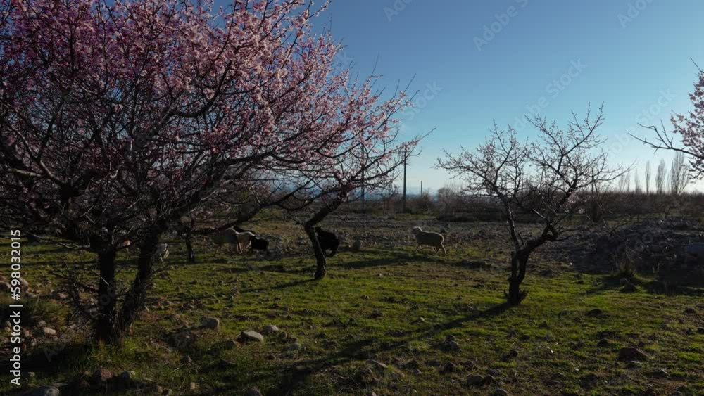 Spring landscape with apricot trees and flock of running sheep, Kyrgyzstan, slow motion Spring landscape with apricot trees and flock of running sheep, Kyrgyzstan, slow motion