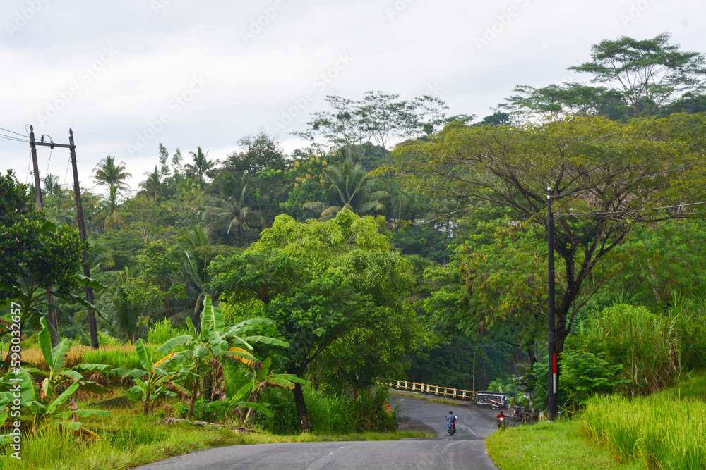 View of withered trees and green meadow in the morning in Wonosobo city park, Indonesia