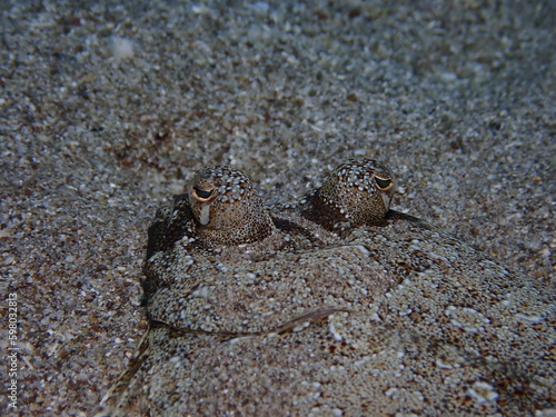 flat fish flounder swim underwater close up camoufflage on sand ocean scenery
