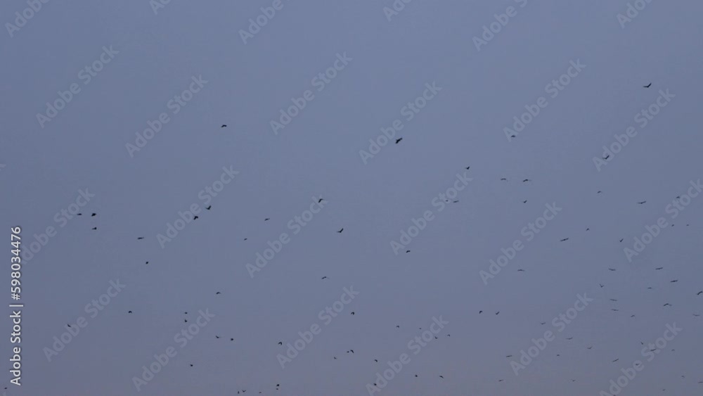 A large flock of birds covered the entire evening sky. Monochromatic sky overcast evenly with clouds. A large flock of birds covered the entire evening sky. Monochromatic sky overcast evenly with clouds.