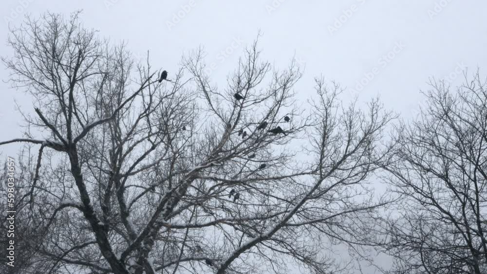 A flock of crows on a large tree during a snowfall. Shooting in cloudy winter weather. A flock of crows on a large tree during a snowfall. Shooting in cloudy winter weather.