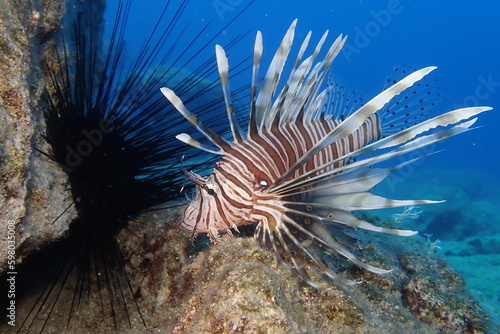 lion fish underwater lionfish underwater mediterranean sea