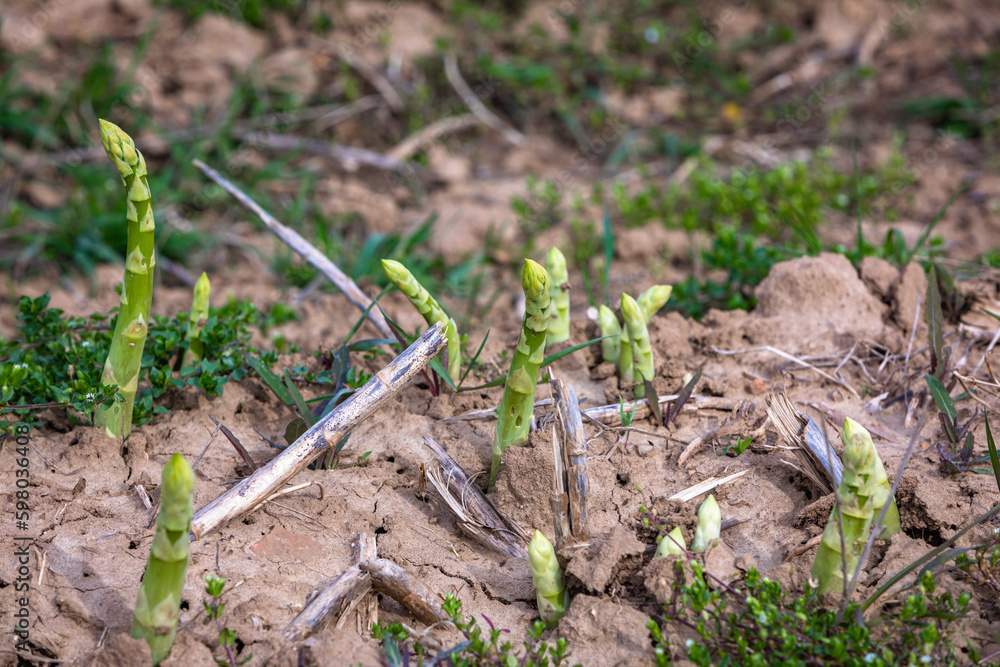 green asparagus plants grow green asparagus plants grow