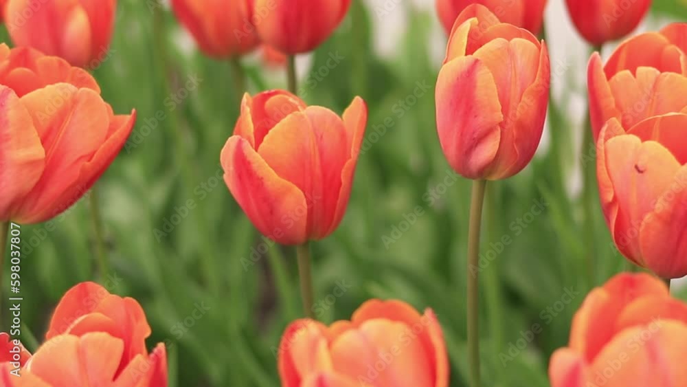 Bright orange tulips close-up. Tulips in the city, spring flowers. City alley of blooming tulips. Park of bright beautiful flowers. World Tulip Day Bright orange tulips close-up. Tulips in the city, spring flowers. City alley of blooming tulips. Park of bright beautiful flowers. World Tulip Day