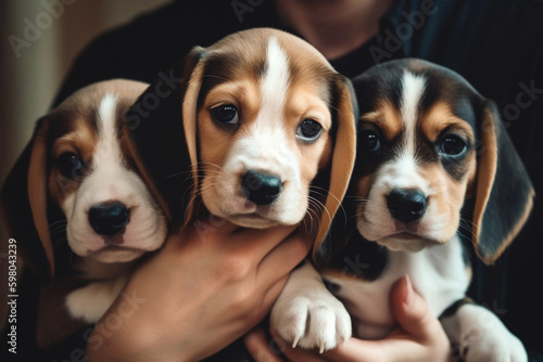 Woman holding adorable beagle puppies. AI Generative Illustrations