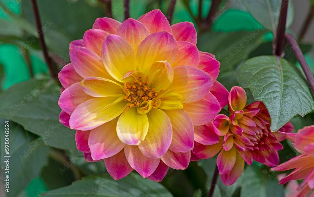 Close up of colorful dahlia flower Close up of colorful dahlia flower