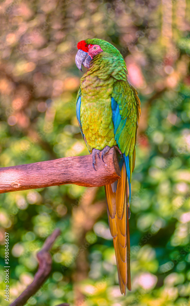 Military macaw on tree branch