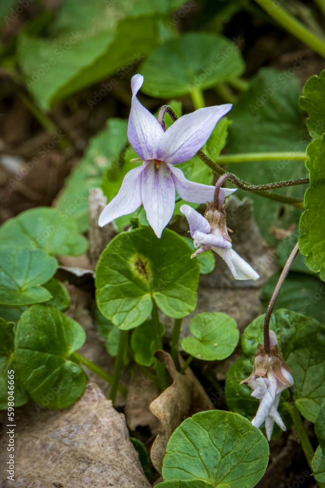 Obraz premium viola bianca