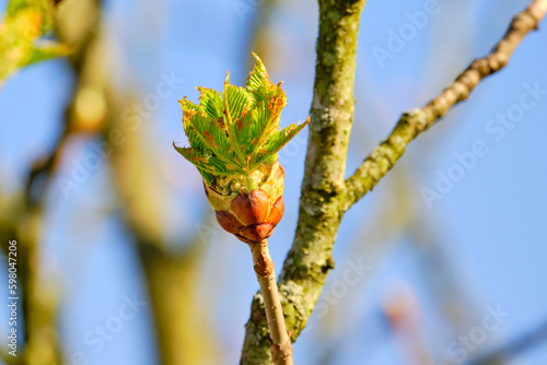 Opening Red horse chestnut tree bud in early Spring photo