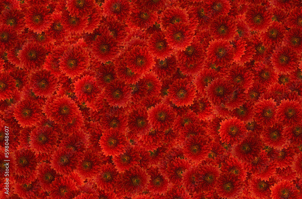 Red flowers on a black background Red flowers on a black background