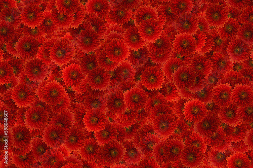 Red flowers on a black background