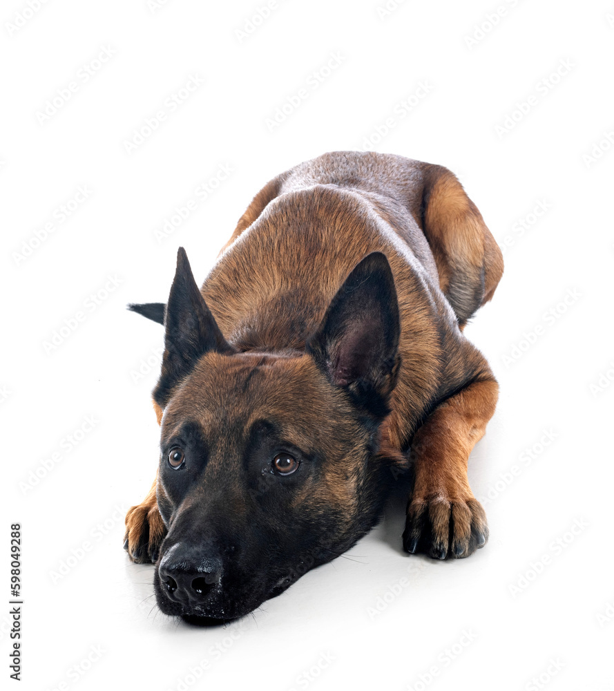 malinois in studio