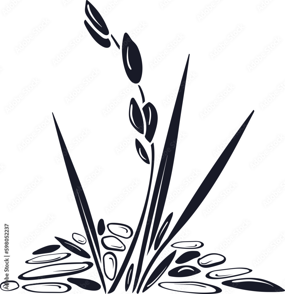 Rice, different grains, texture plant. Organic milk, gluten free flour