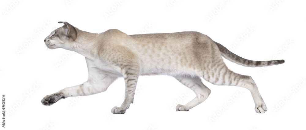 Cute young Siamese cat, walking side ways.  Looking away from camera in moving direction. Isolated cutout on a transparent background.