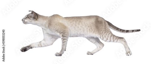 Cute young Siamese cat, walking side ways. Looking away from camera in moving direction. Isolated cutout on a transparent background.