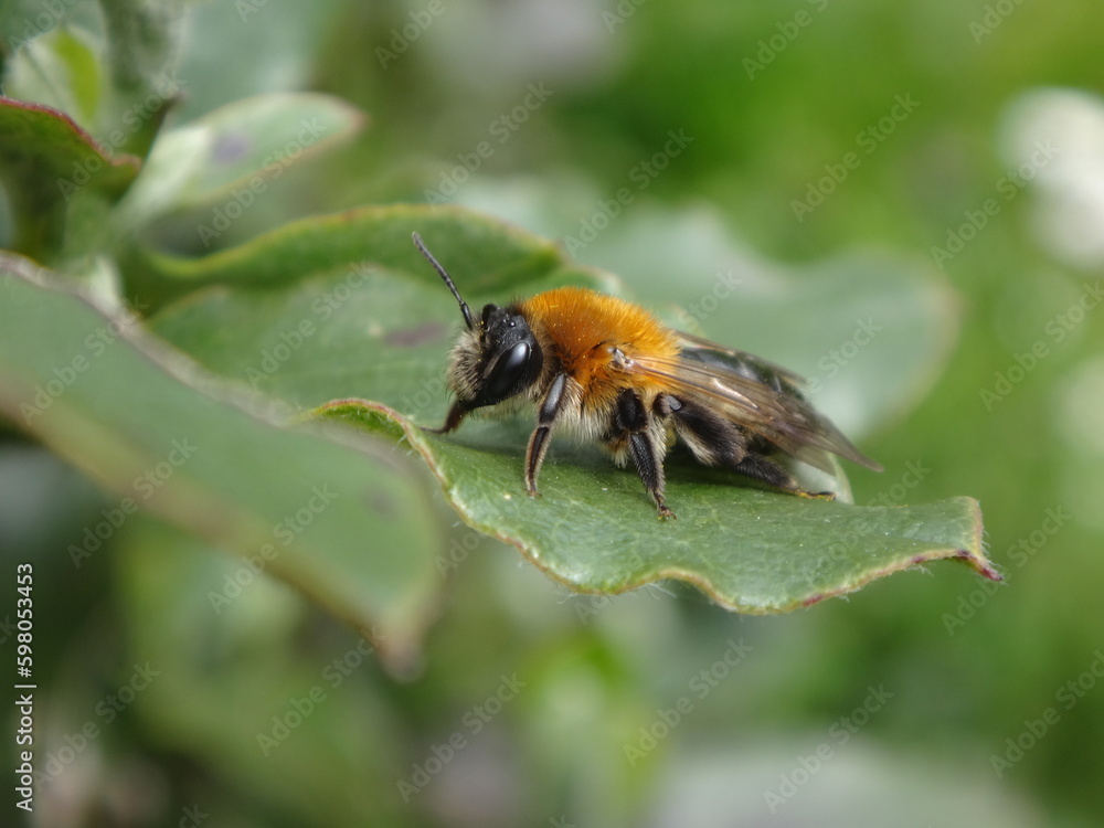 Female grey patched mining bee (Andrena nitida) resting on a green leaf Female grey patched mining bee (Andrena nitida) resting on a green leaf