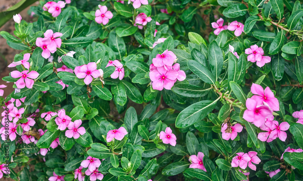 Madagascar periwinkle flower. Also called Nayantara flower in Bengali. A medicinal plant having extensive health benefits and is often used for treating a host of health anomalies like diabetes Madagascar periwinkle flower. Also called Nayantara flower in Bengali. A medicinal plant having extensive health benefits and is often used for treating a host of health anomalies like diabetes