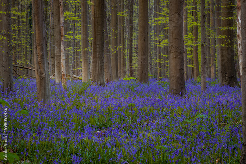 Beautiful bluebells blooming in springtime in a forest