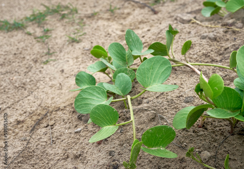 Fresh green leaves of Beach Morning Glory (or Ipomoea Pes-caprae Creeping Vine Beach Plant) growing on sandy beach near Digha, West Bengal. photo