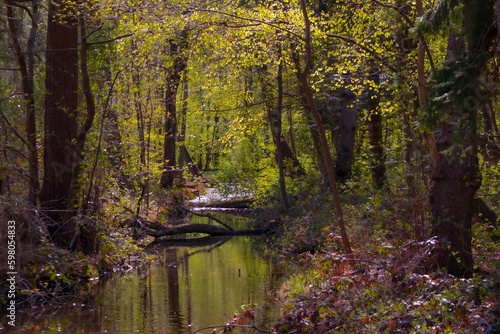 Fototapeta Naklejka Na Ścianę i Meble -  River in the forest
