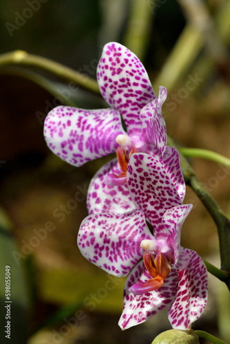 orquídea mariposa (phalaenopsis aphrodite) de color rosa 