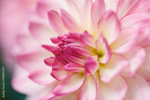close up of pink dahlia
