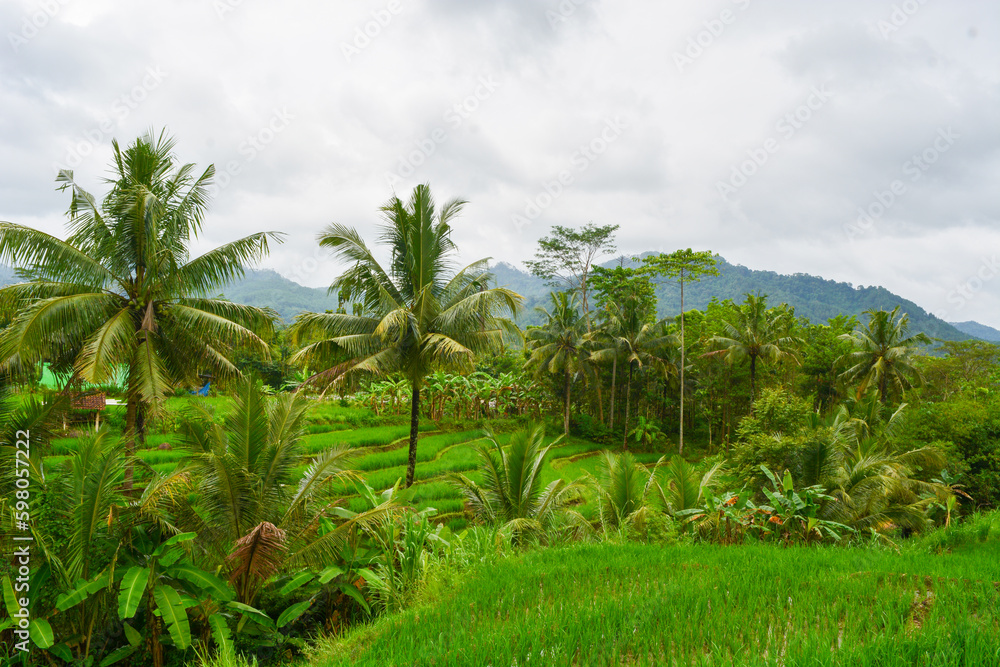 Close up view of group rice plant (Oryza sativa) in paddy field, Indonesia. No people Close up view of group rice plant (Oryza sativa) in paddy field, Indonesia. No people